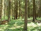Пейнтбол
